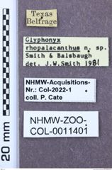 Etikett zu Glyphonyx rhopalacanthus (Smith & Balsbaugh, 1984)